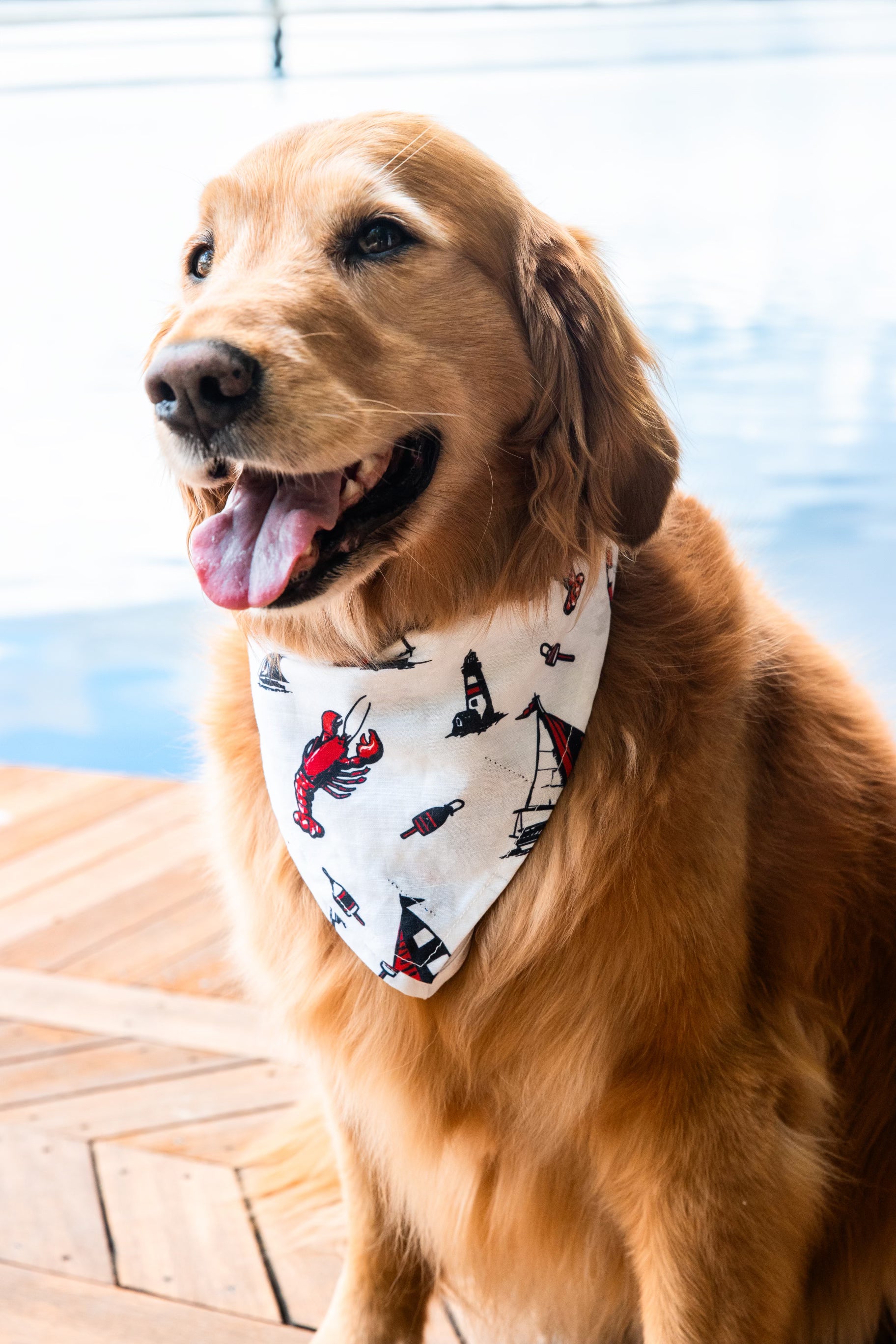 Lobster Harbor Dog Bandana