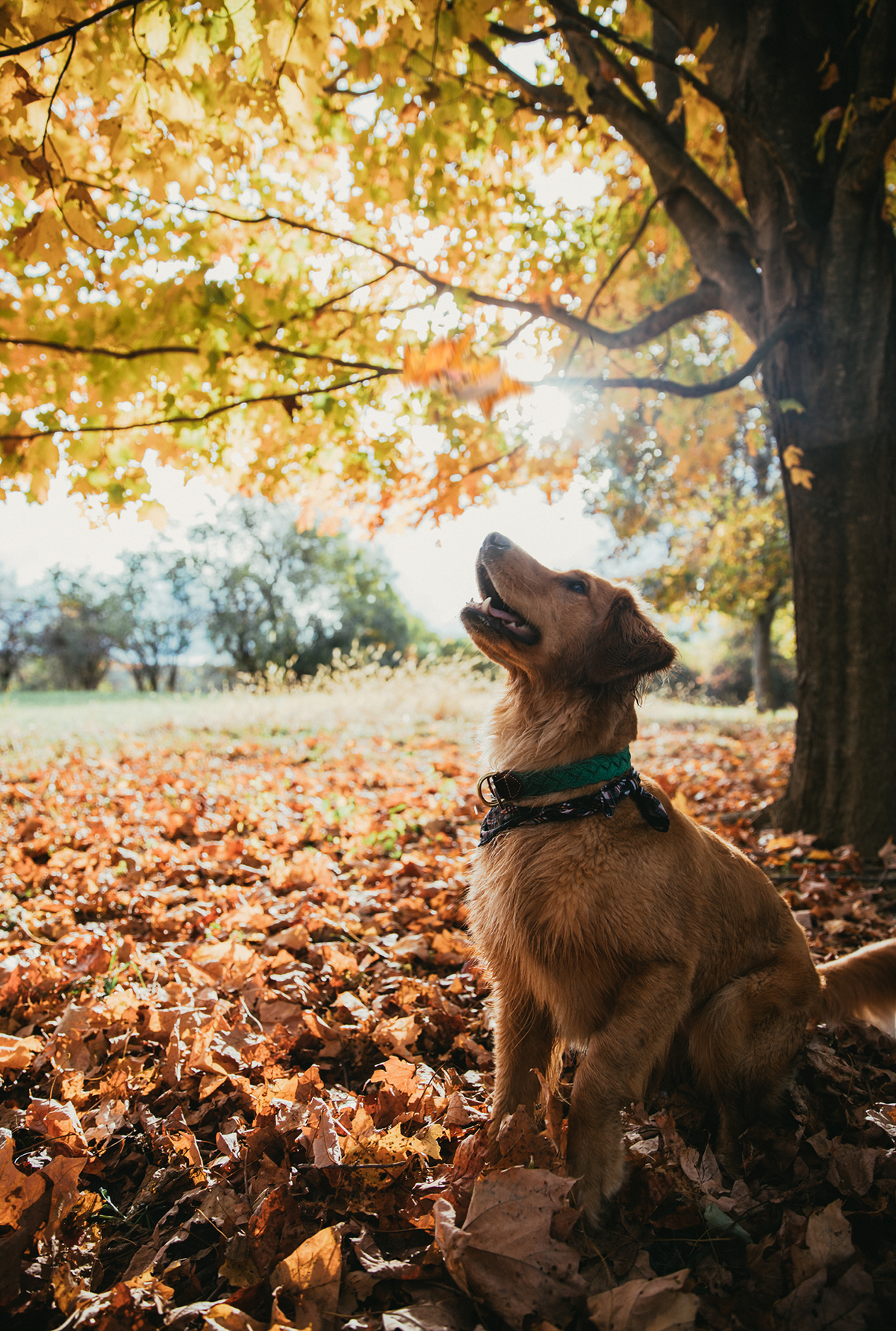 Captain Oscar O'Leary Dog Collar