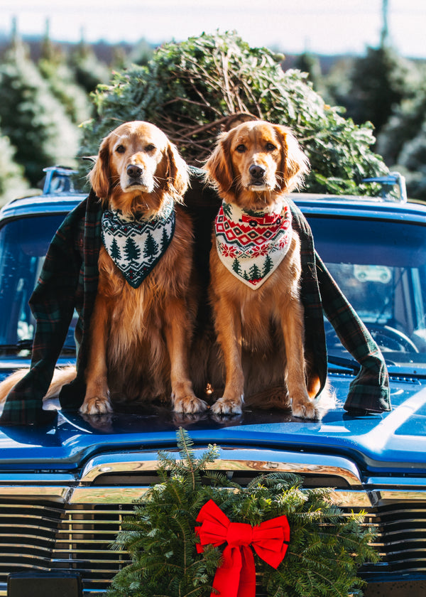 Santa's New Sleigh Knit Dog Bandana