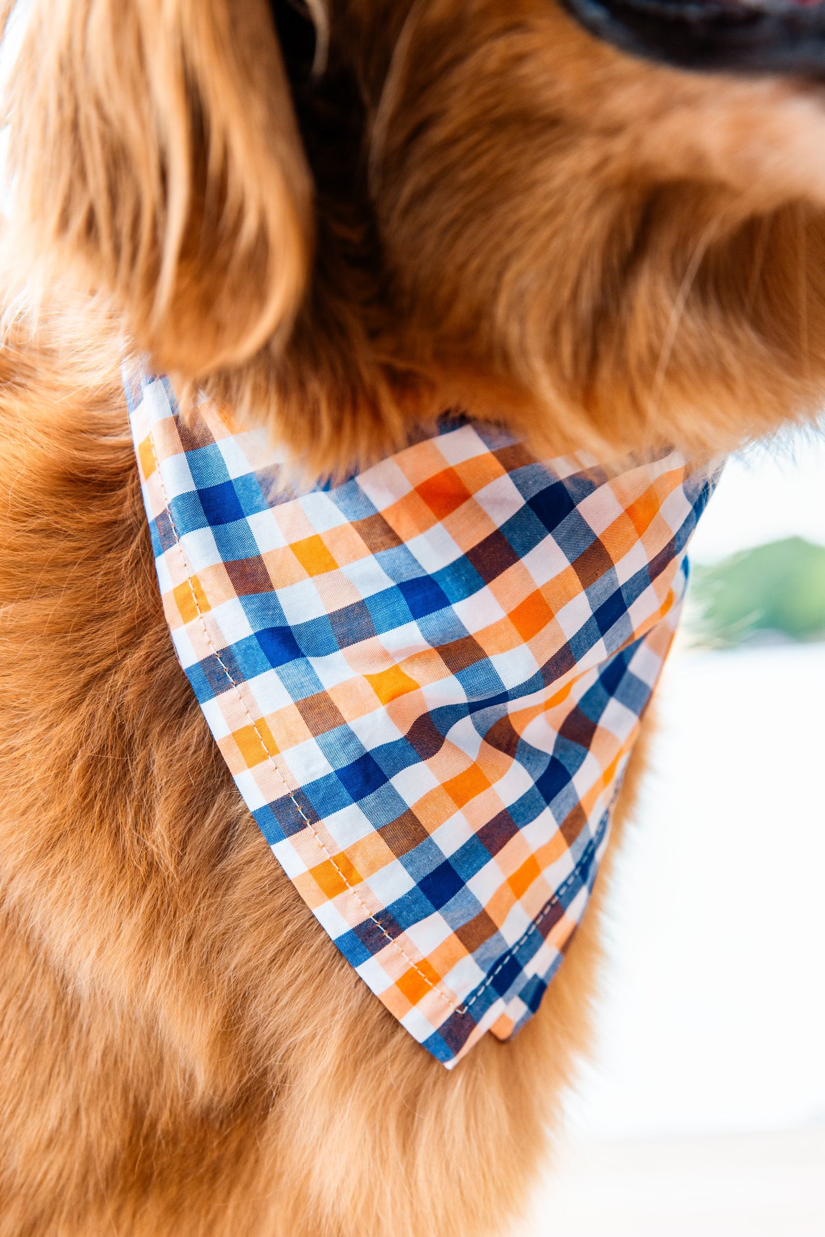 Falmouth Picnic Dog Bandana