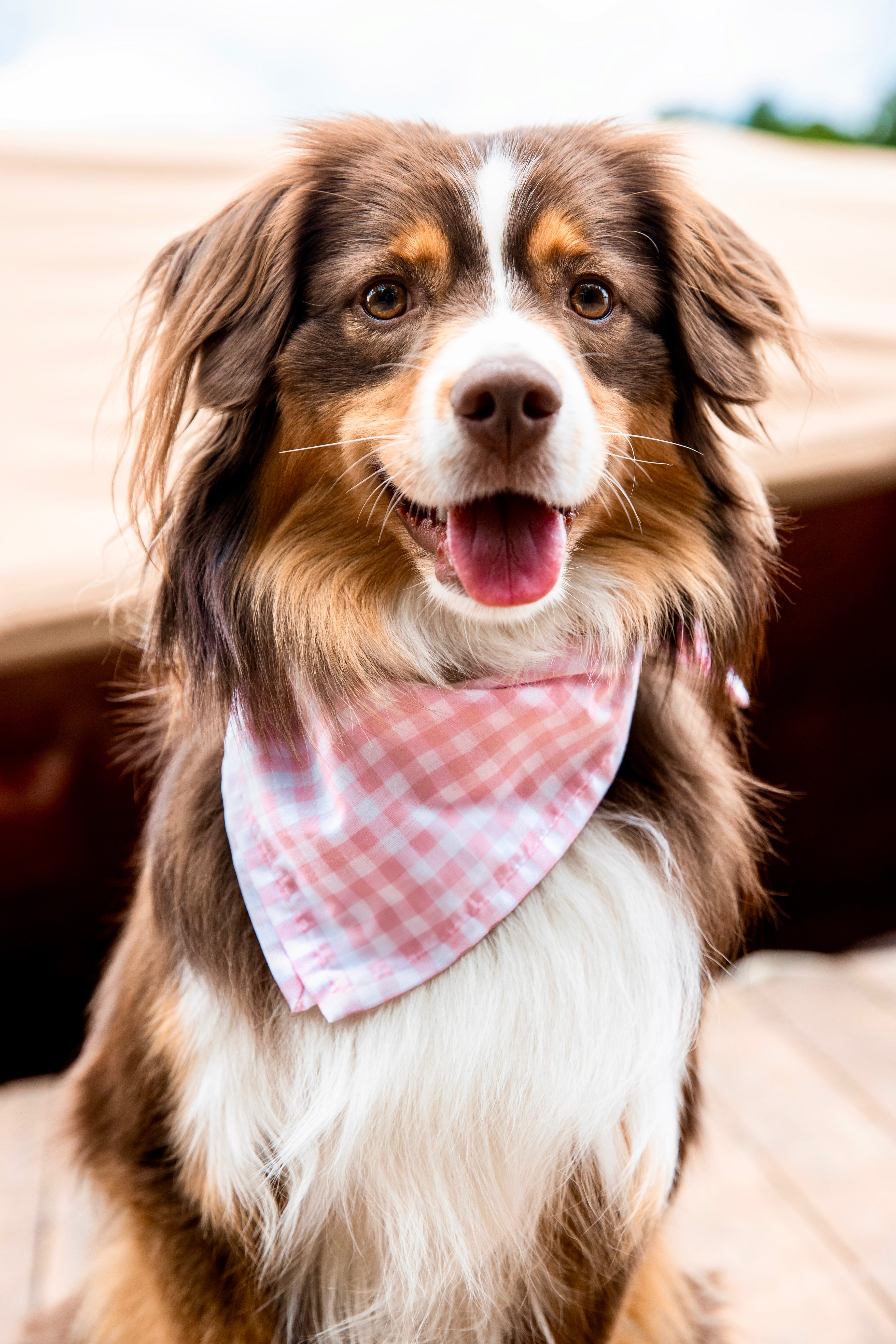 Sconset Picnic Dog Bandana