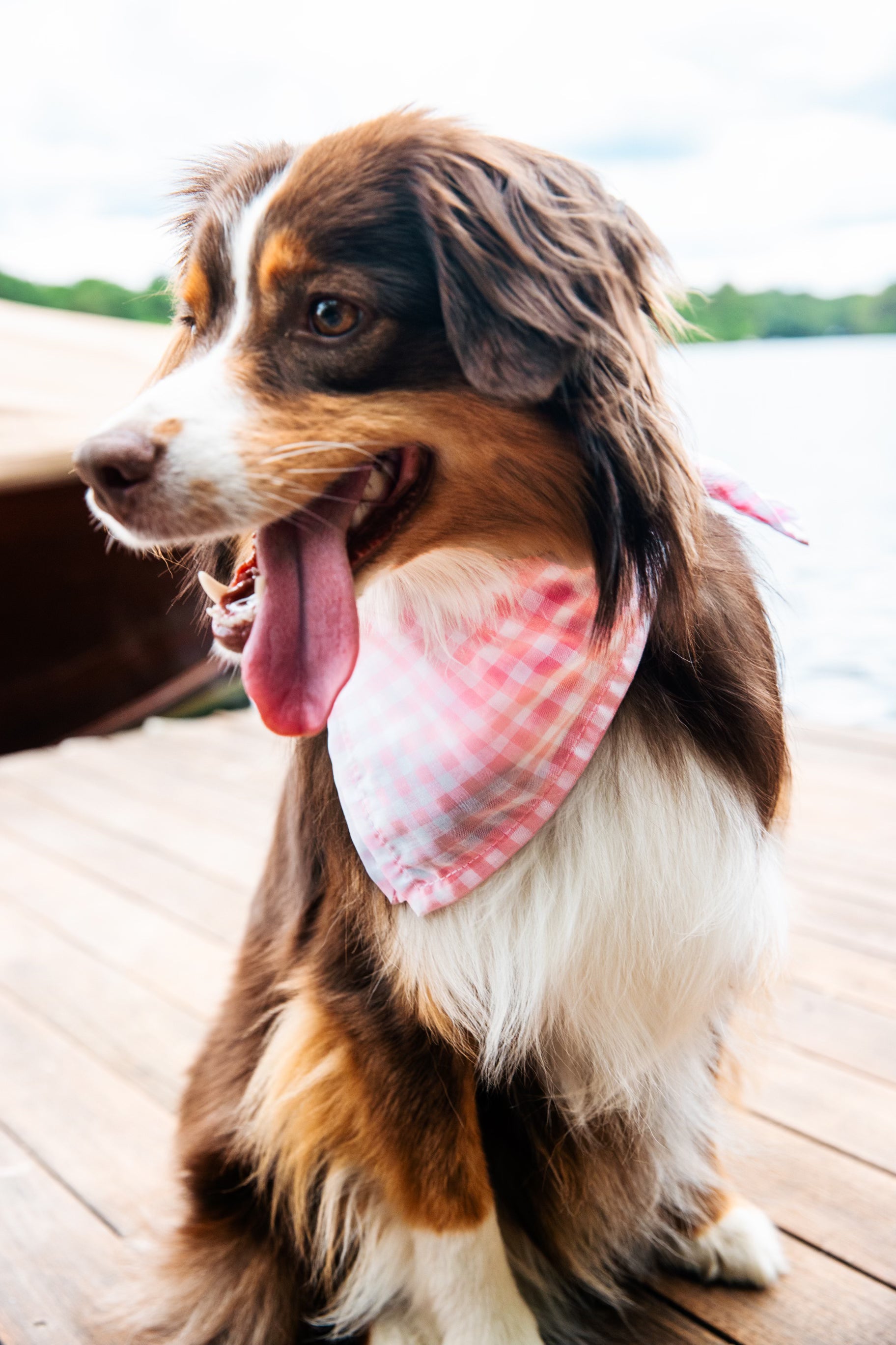 Sconset Picnic Dog Bandana