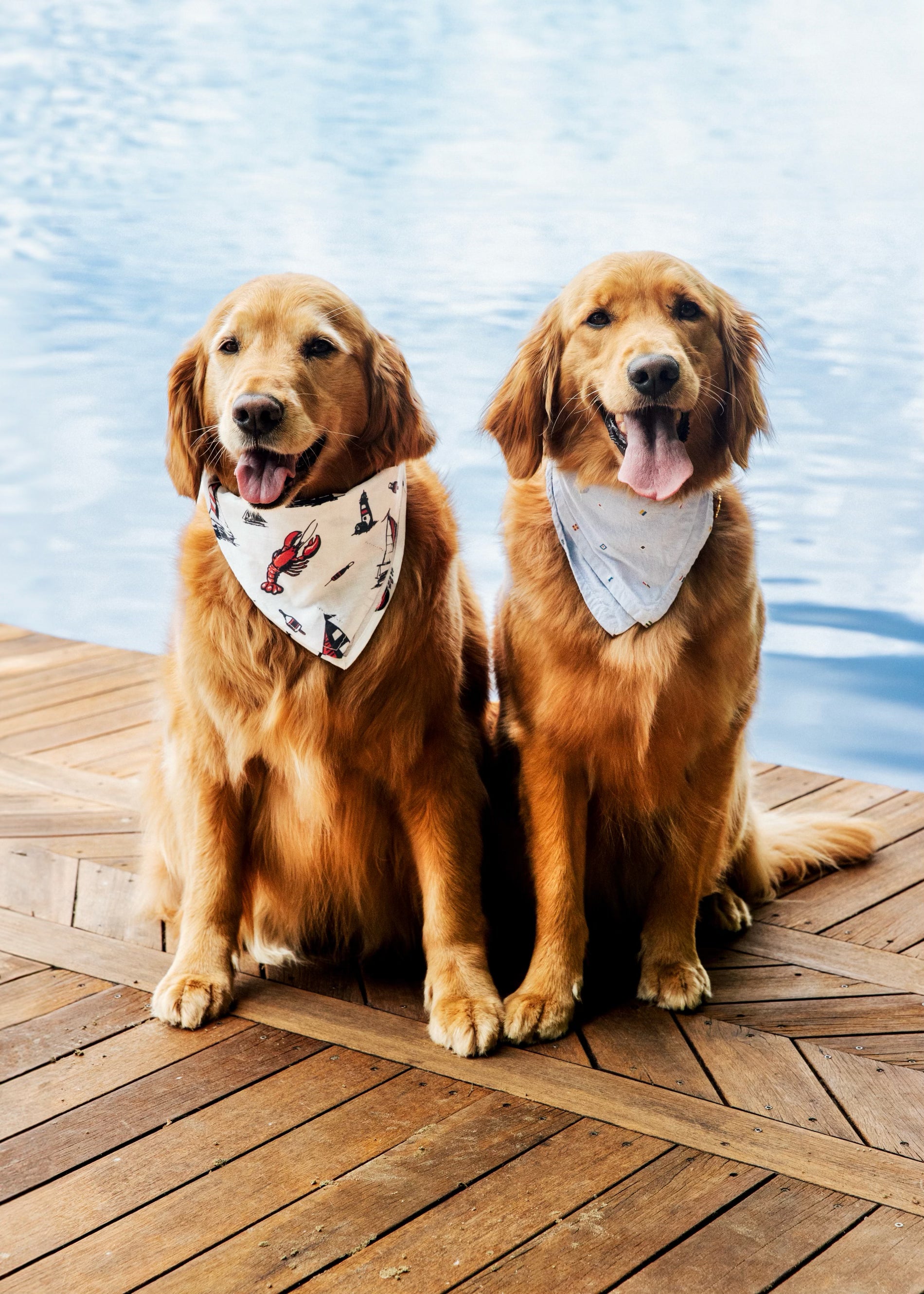 Seafari Dog Bandana