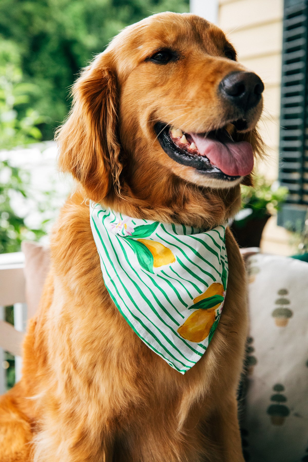 Lemon Blossom Dog Bandana