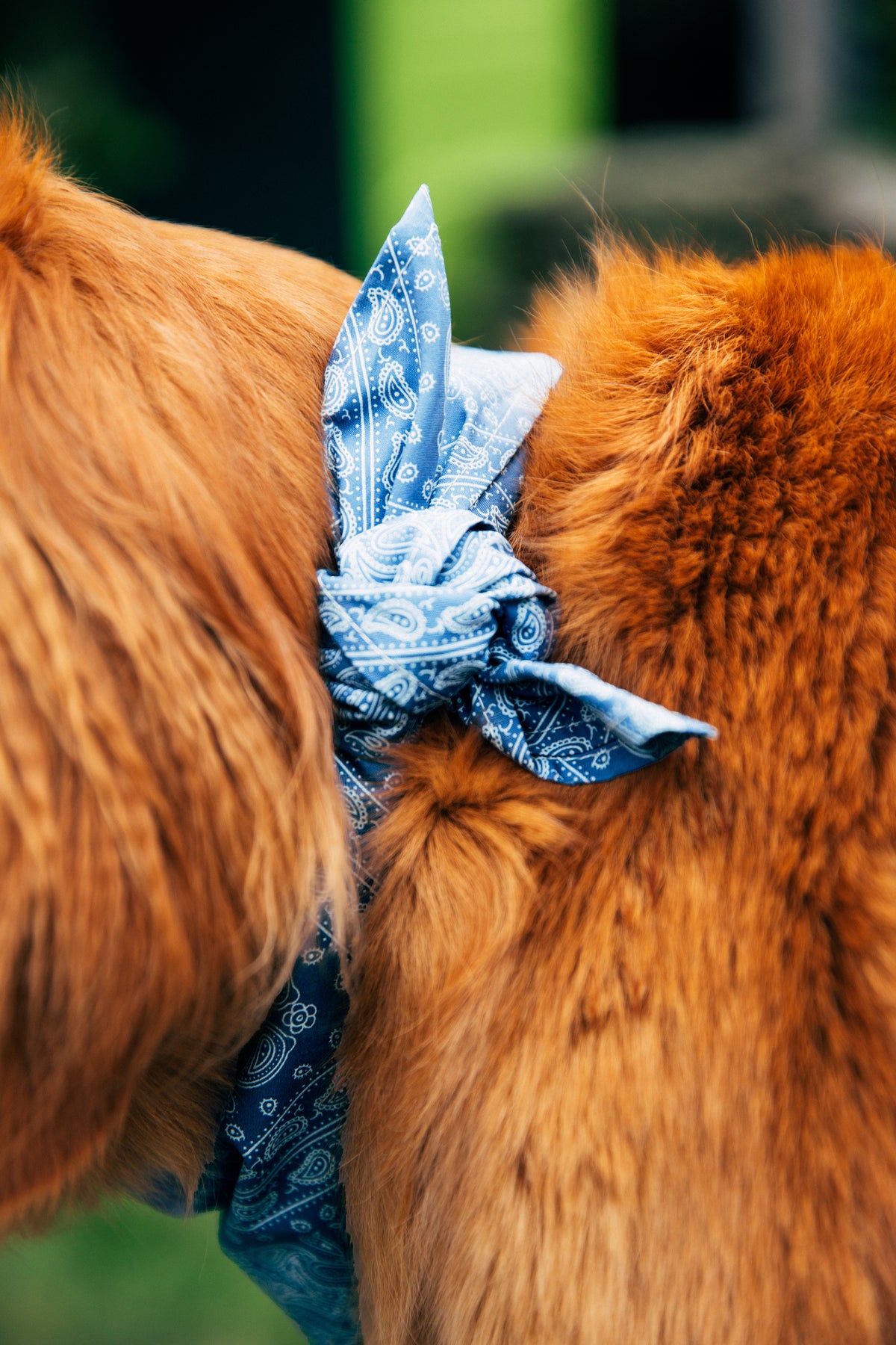 Summer Blues Dog Bandana