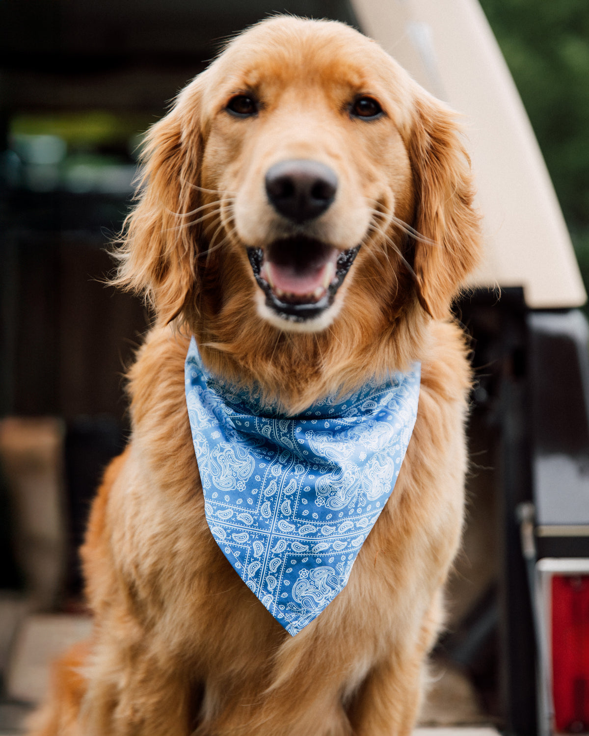 Summer Blues Dog Bandana