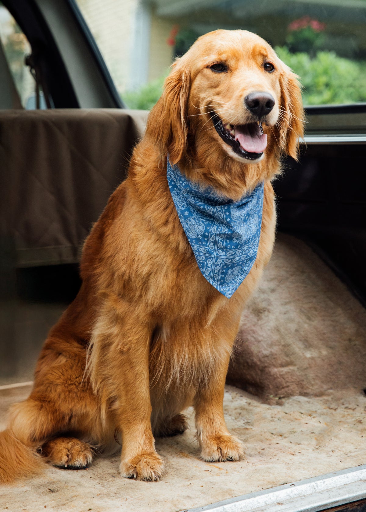 Summer Blues Dog Bandana