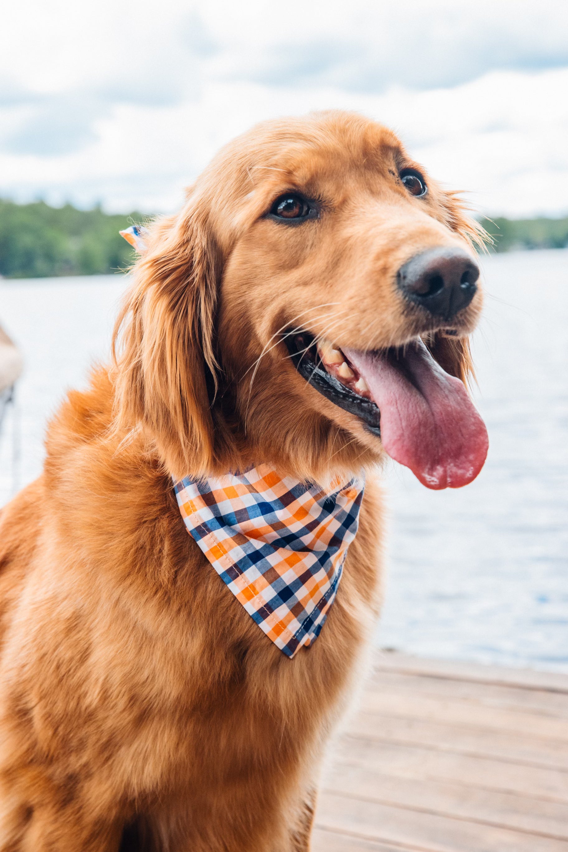 Falmouth Picnic Dog Bandana