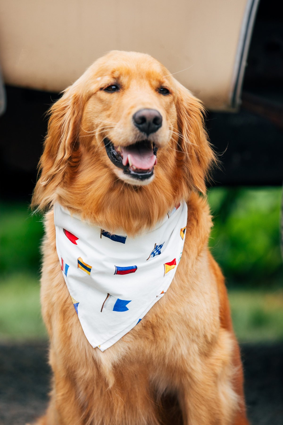 Signal Flag Dog Bandana