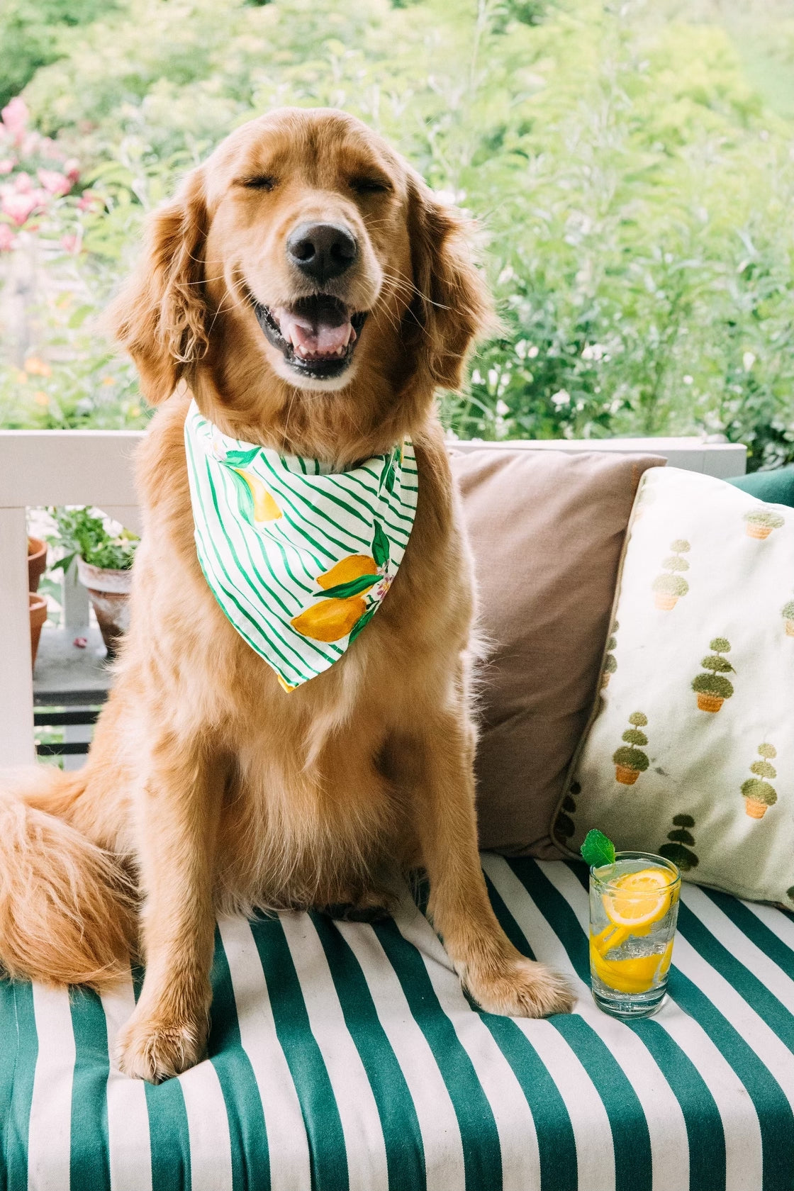 Lemon Blossom Dog Bandana