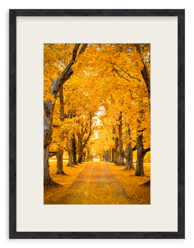 Golden Hour Framed Art Print