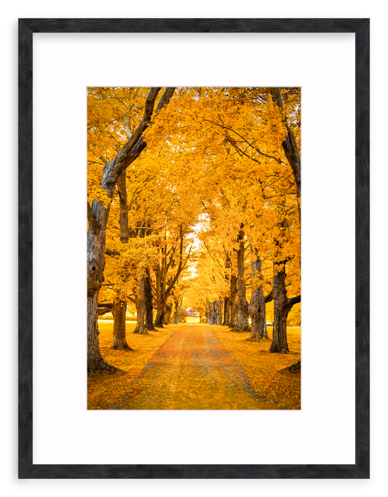 Golden Hour Framed Art Print