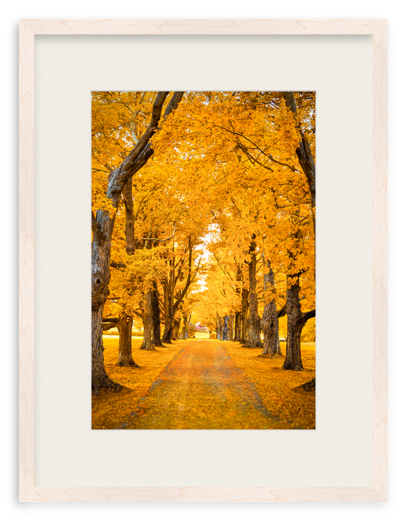 Golden Hour Framed Art Print