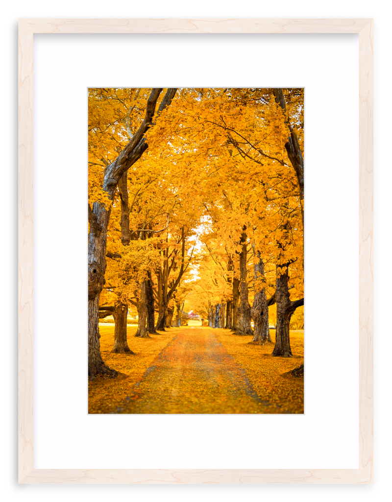 Golden Hour Framed Art Print