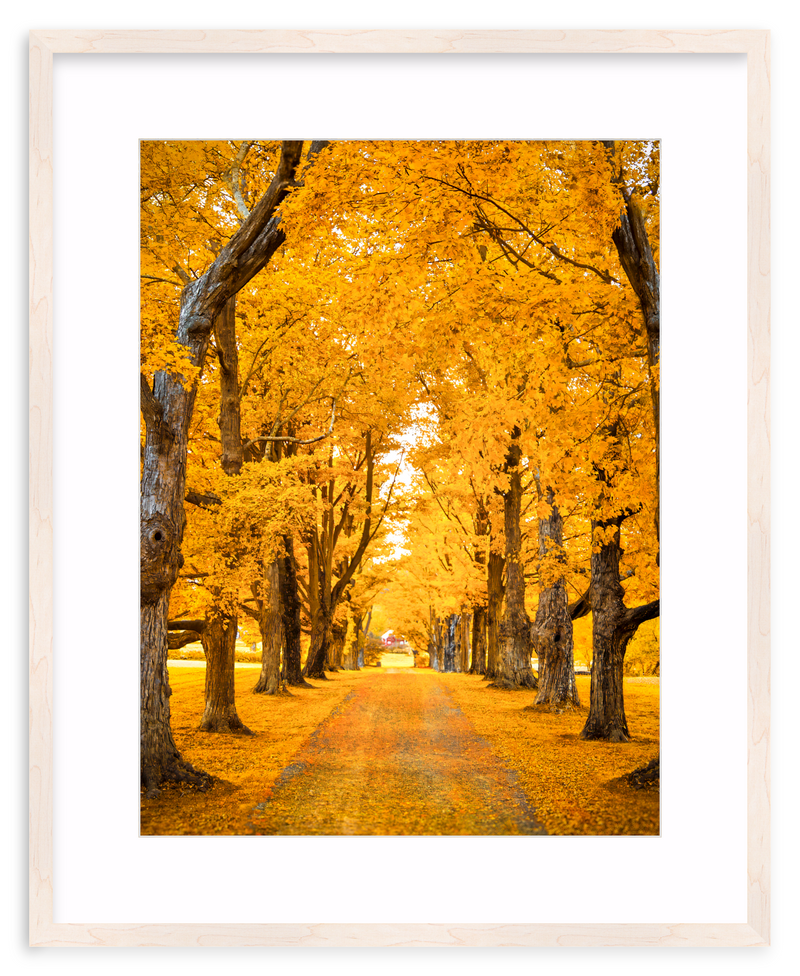Golden Hour Framed Art Print