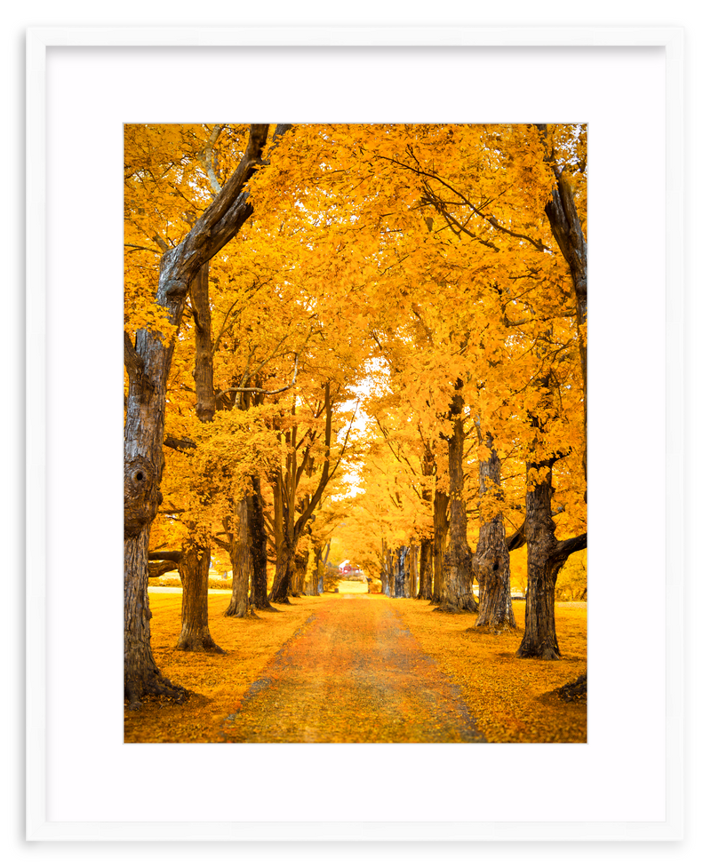 Golden Hour Framed Art Print