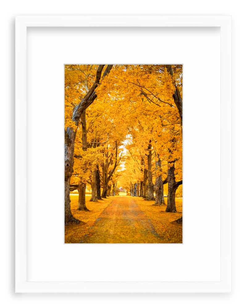 Golden Hour Framed Art Print
