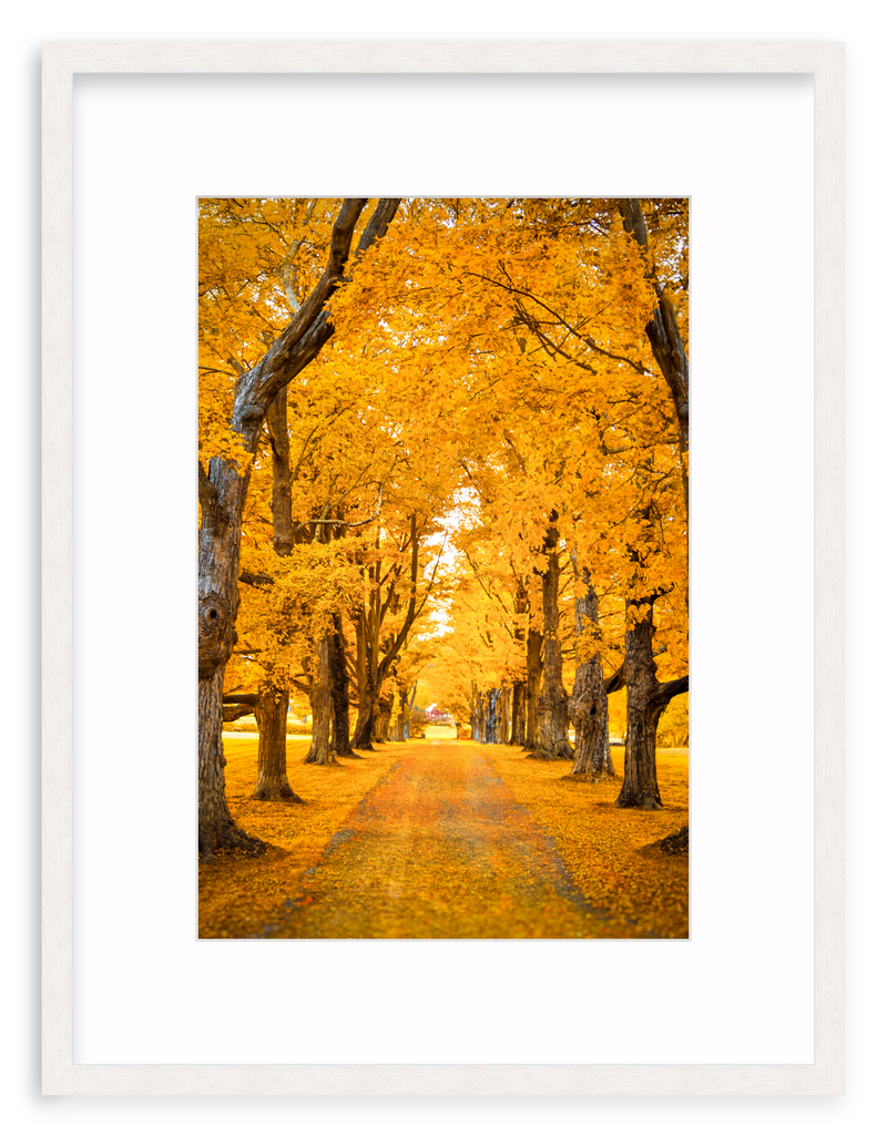 Golden Hour Framed Art Print