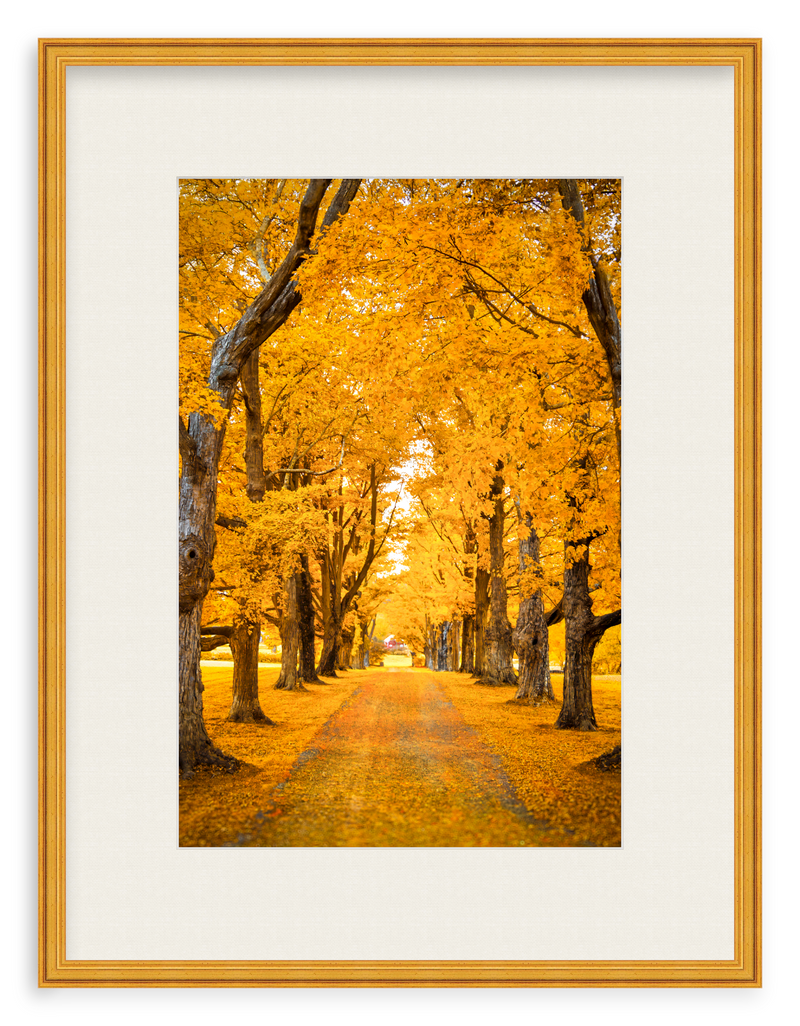 Golden Hour Framed Art Print