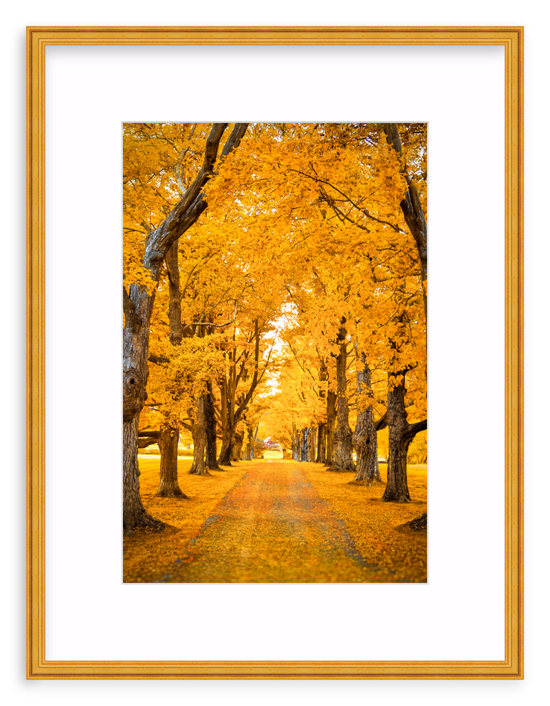 Golden Hour Framed Art Print