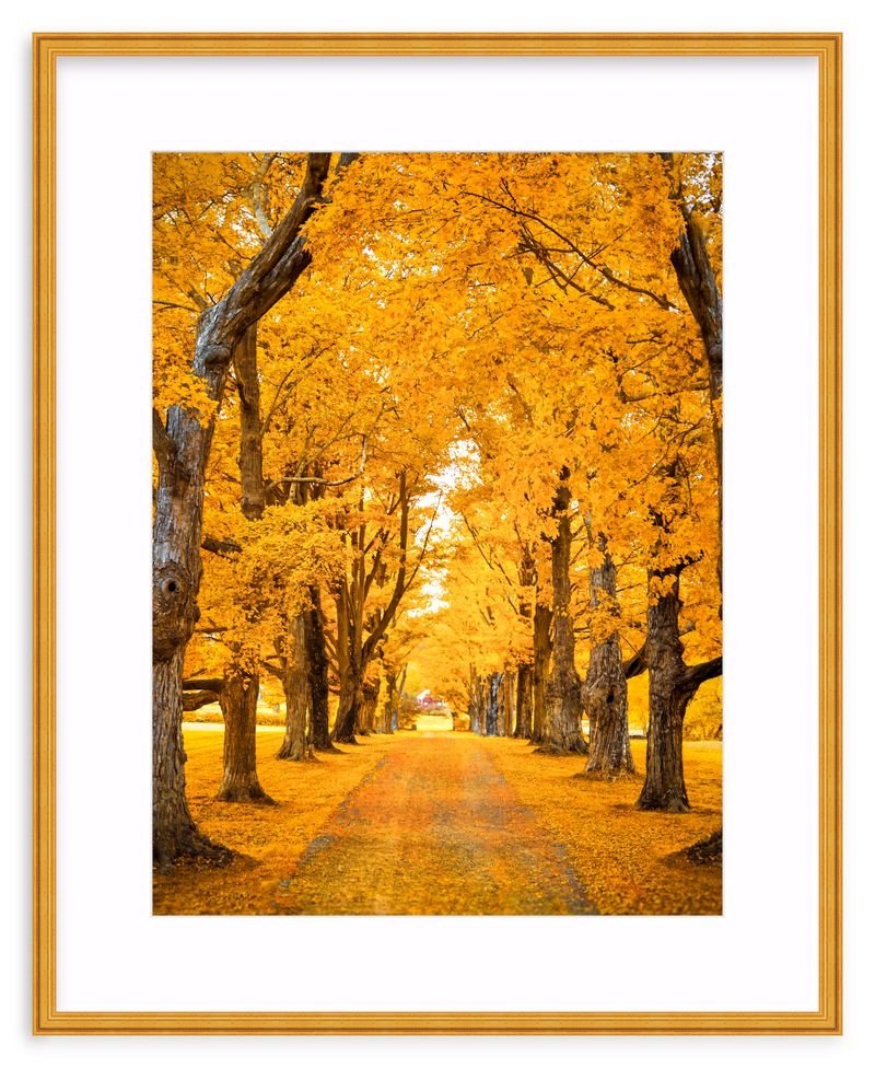 Golden Hour Framed Art Print