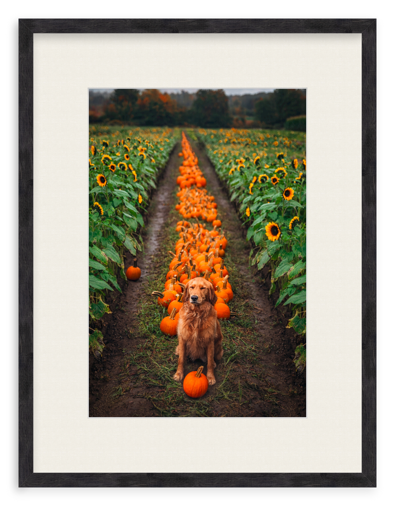 Pumpkin Picker Framed Art Print