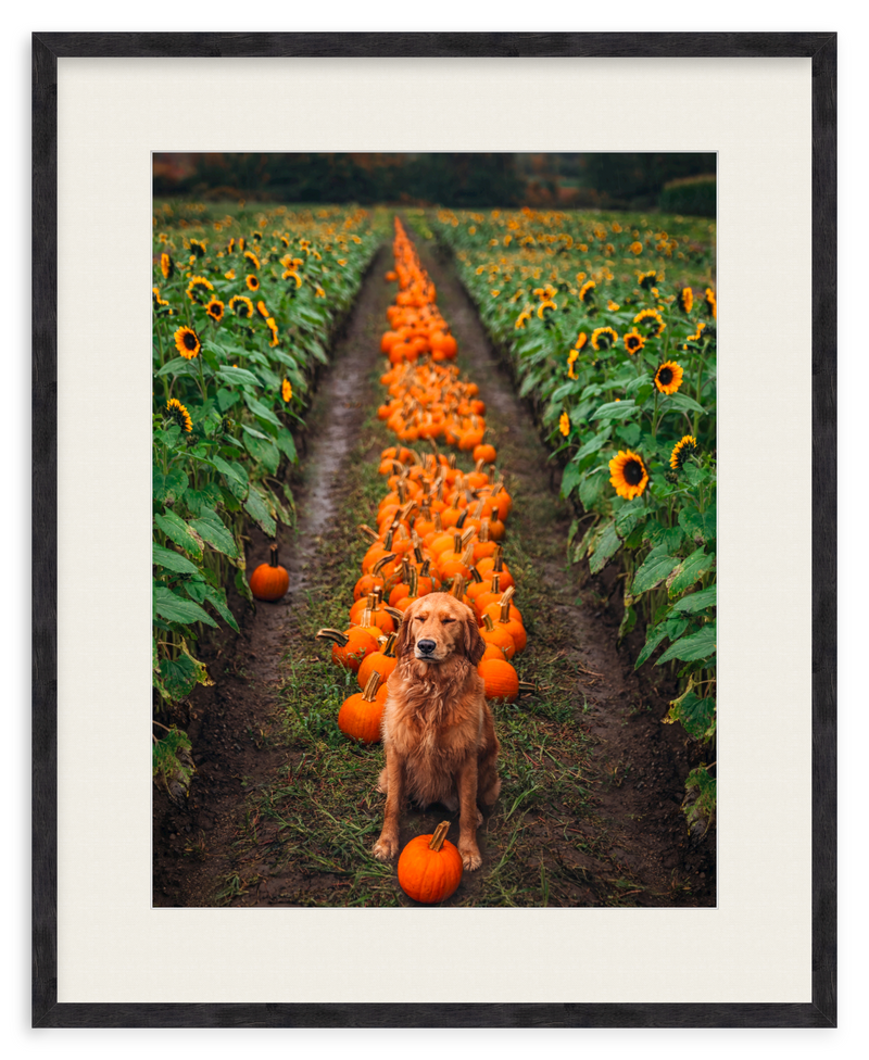 Pumpkin Picker Framed Art Print