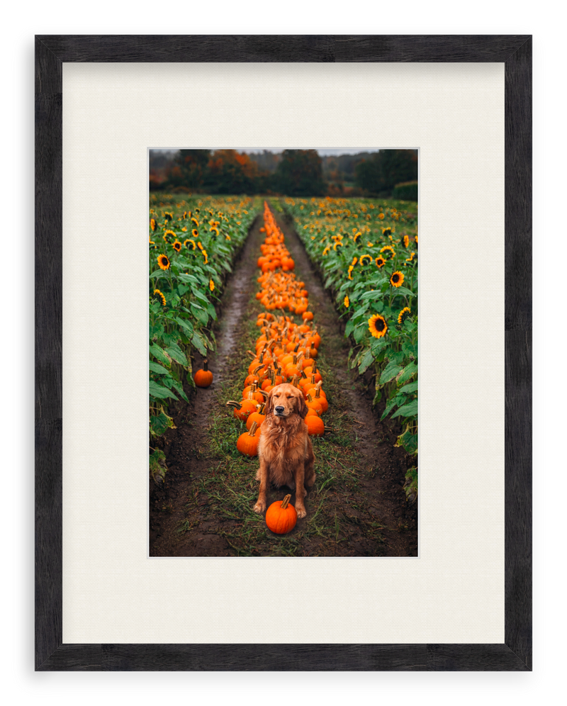 Pumpkin Picker Framed Art Print