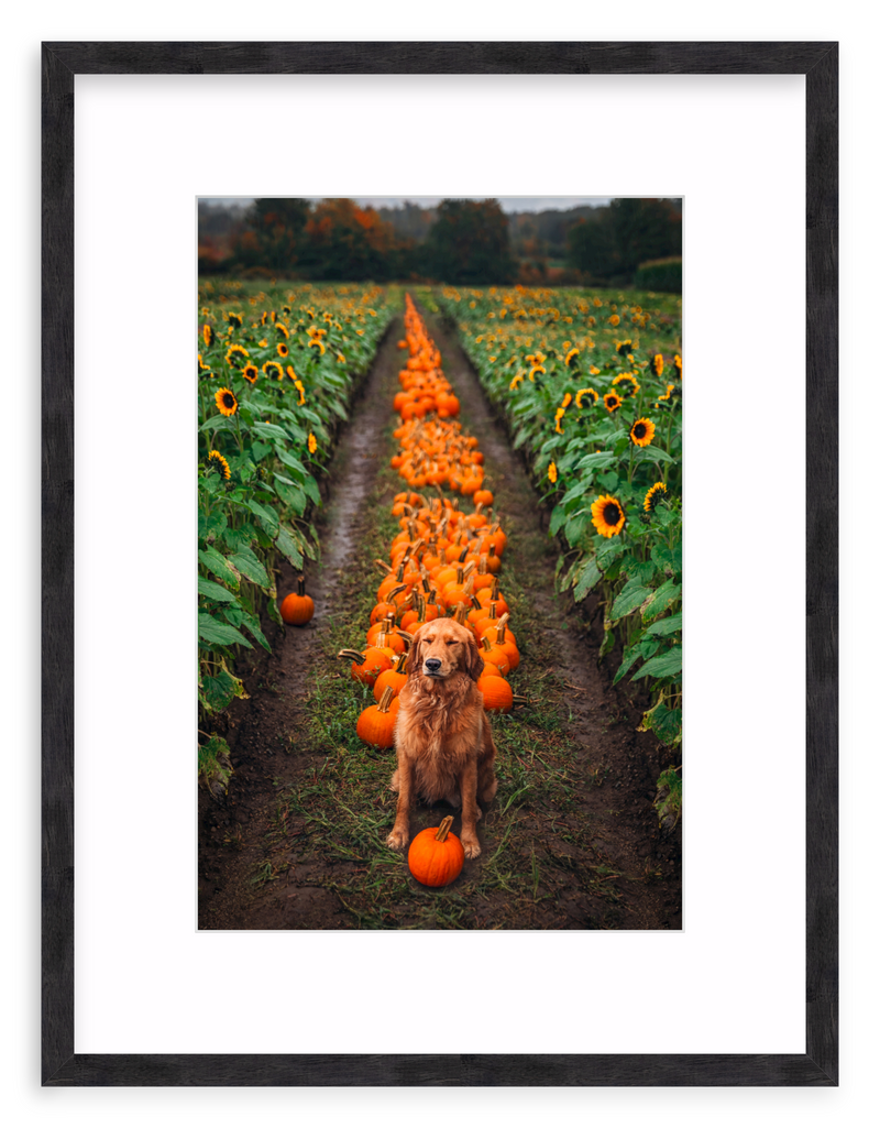 Pumpkin Picker Framed Art Print