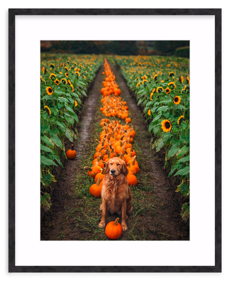 Pumpkin Picker Framed Art Print