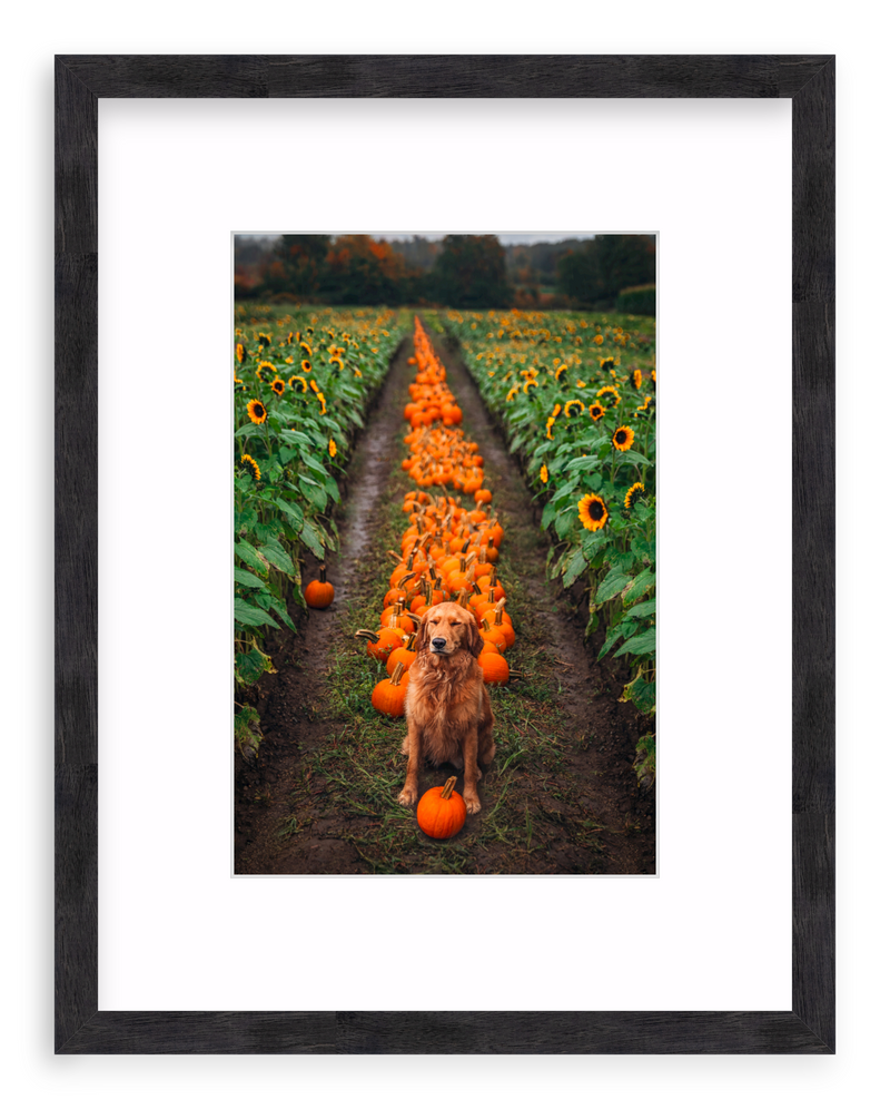 Pumpkin Picker Framed Art Print