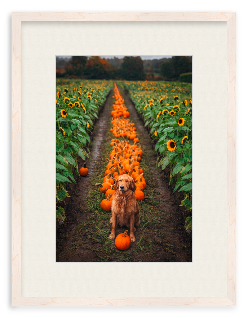Pumpkin Picker Framed Art Print
