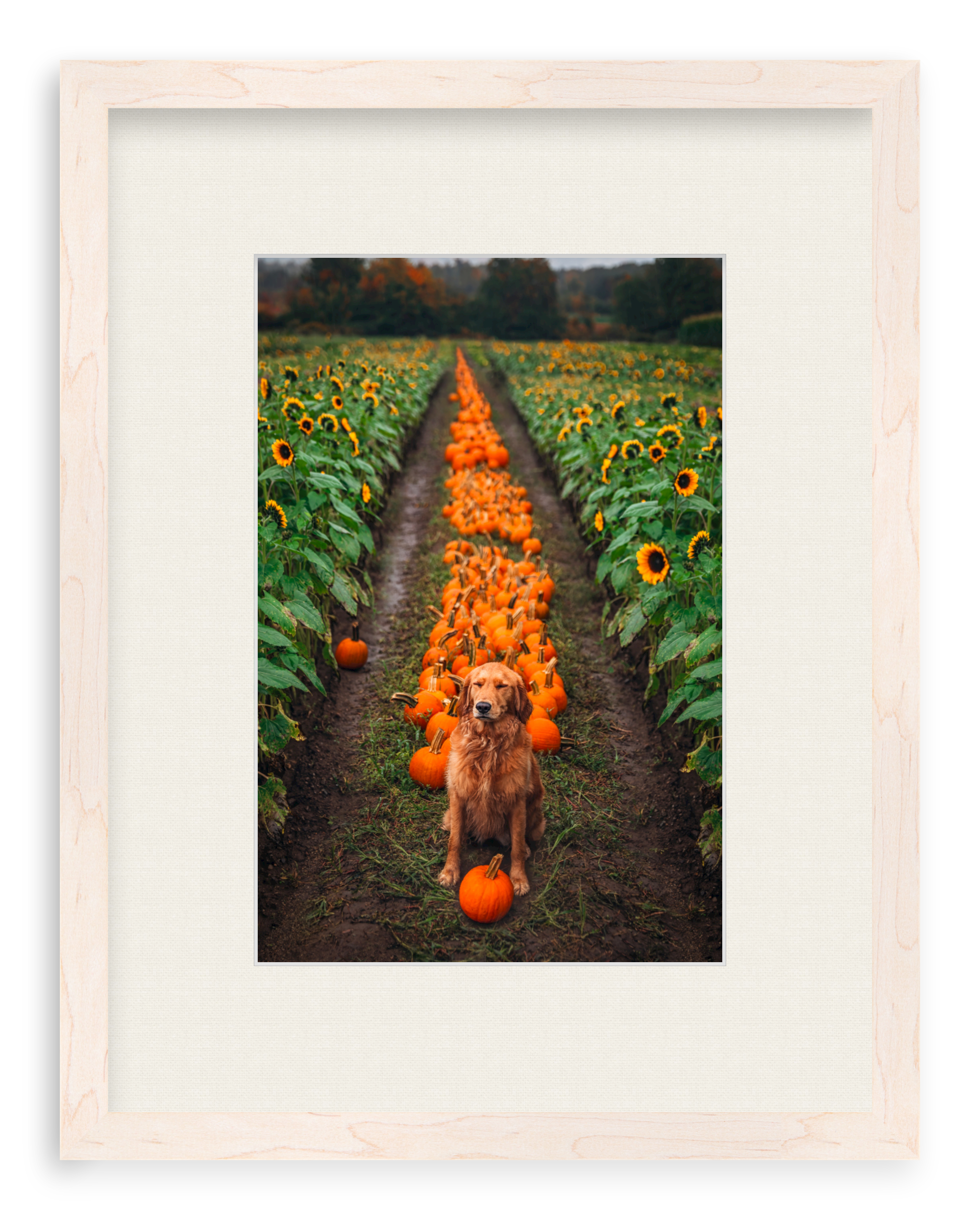 Pumpkin Picker Framed Art Print
