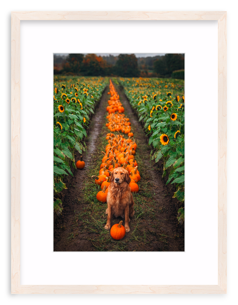 Pumpkin Picker Framed Art Print