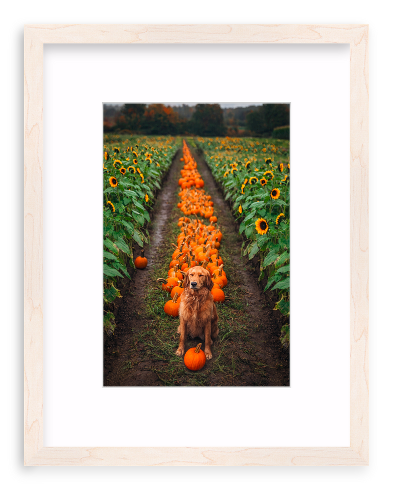 Pumpkin Picker Framed Art Print
