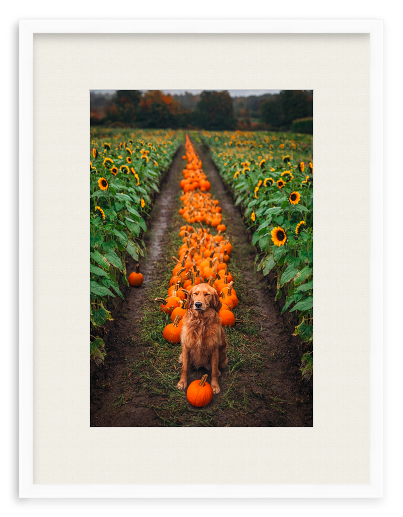 Pumpkin Picker Framed Art Print