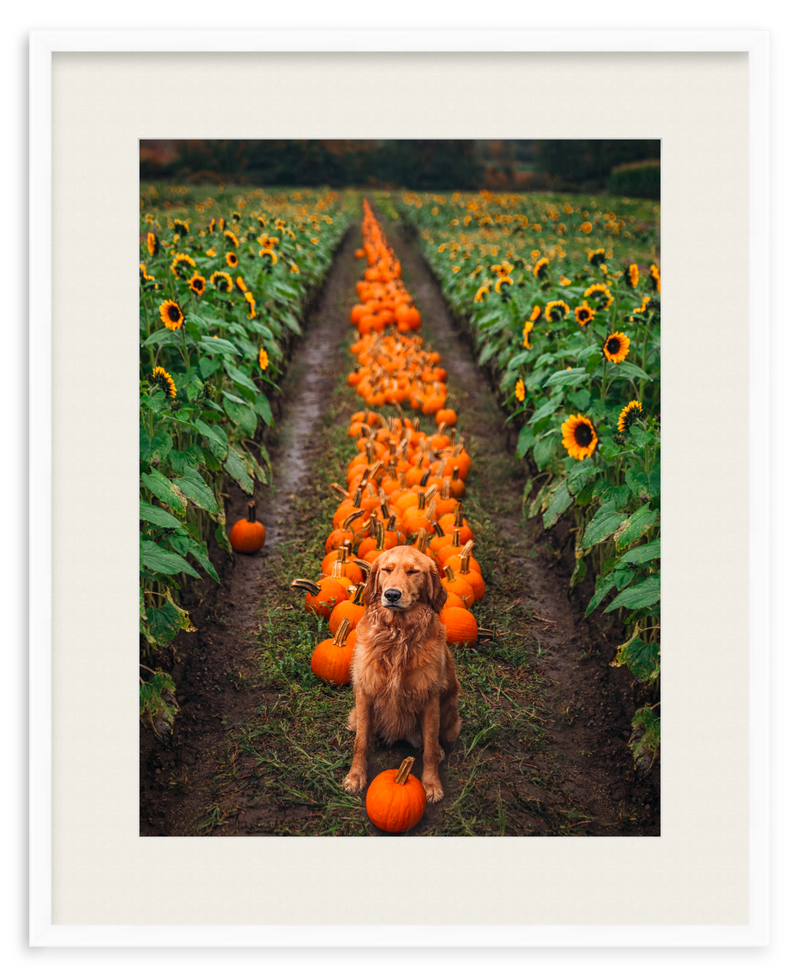 Pumpkin Picker Framed Art Print