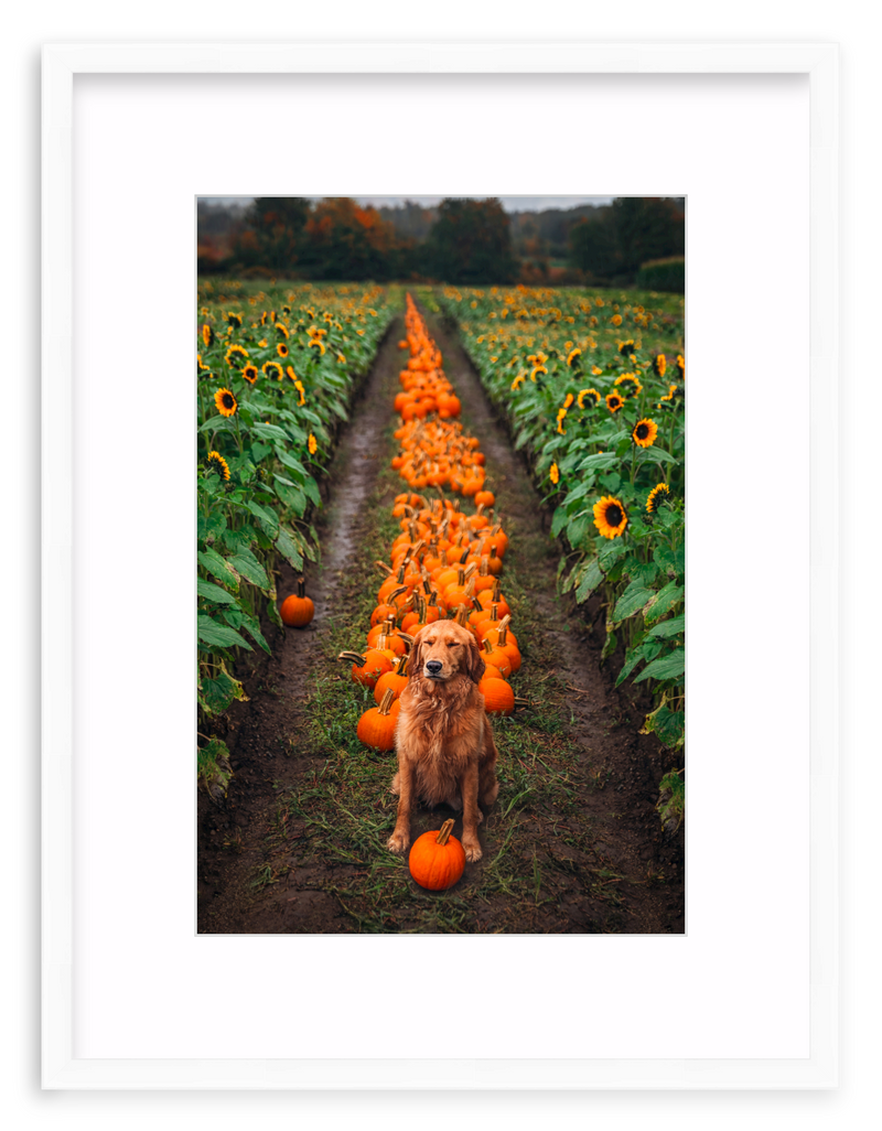 Pumpkin Picker Framed Art Print