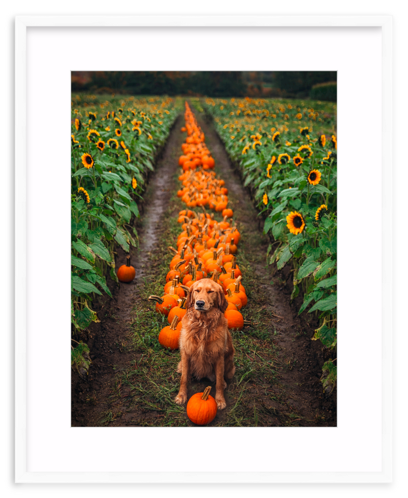 Pumpkin Picker Framed Art Print