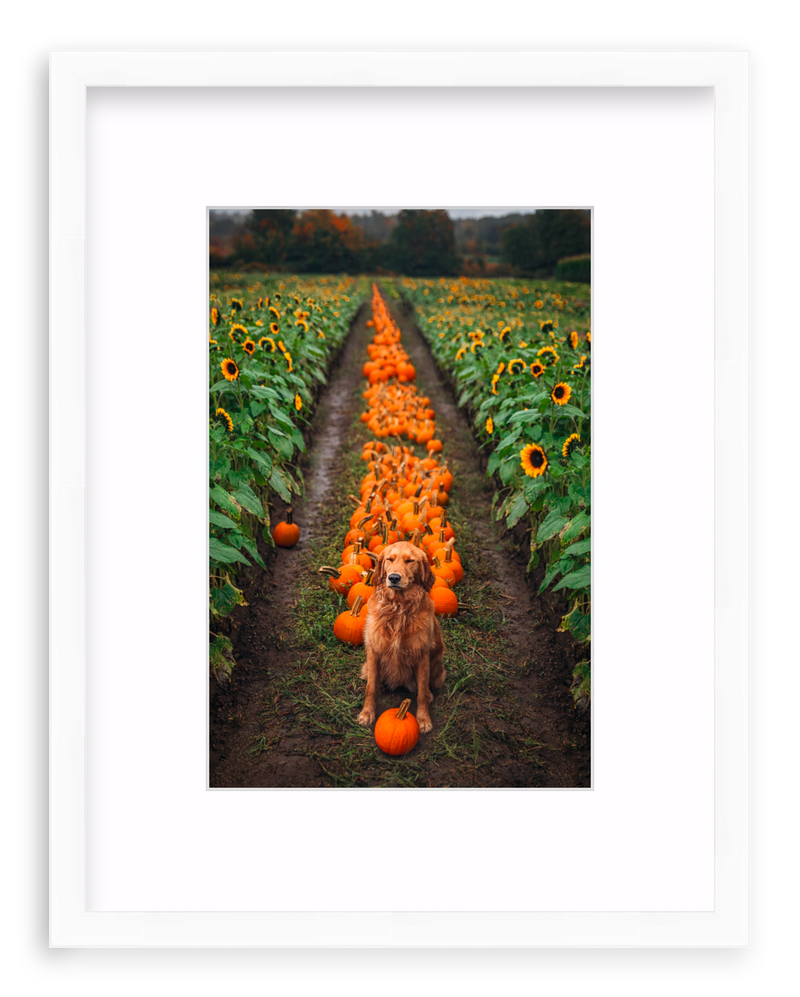 Pumpkin Picker Framed Art Print