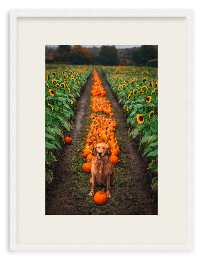 Pumpkin Picker Framed Art Print