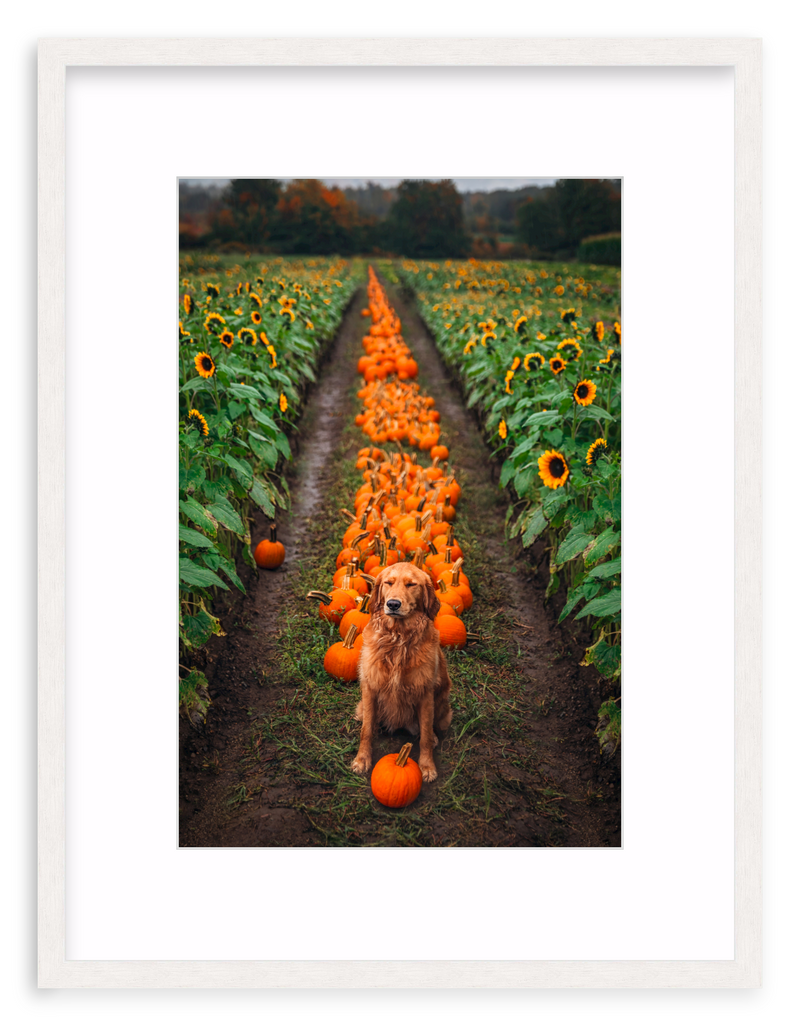 Pumpkin Picker Framed Art Print