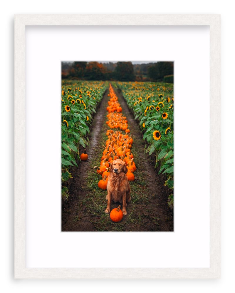 Pumpkin Picker Framed Art Print