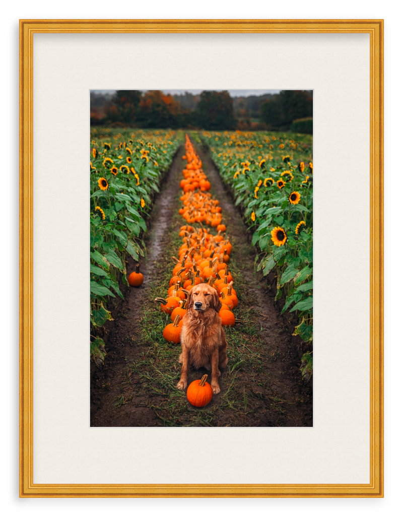 Pumpkin Picker Framed Art Print