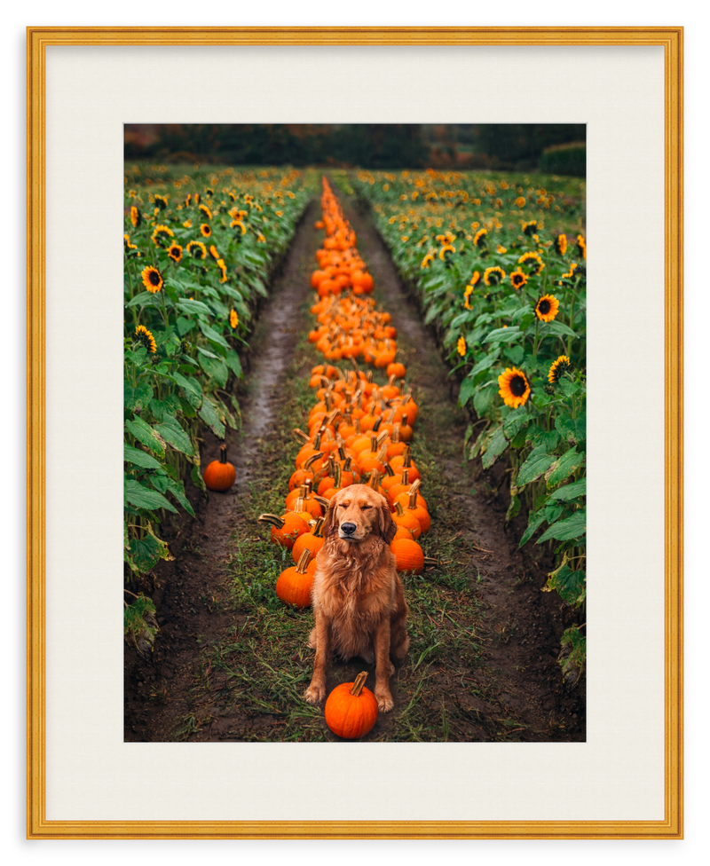 Pumpkin Picker Framed Art Print