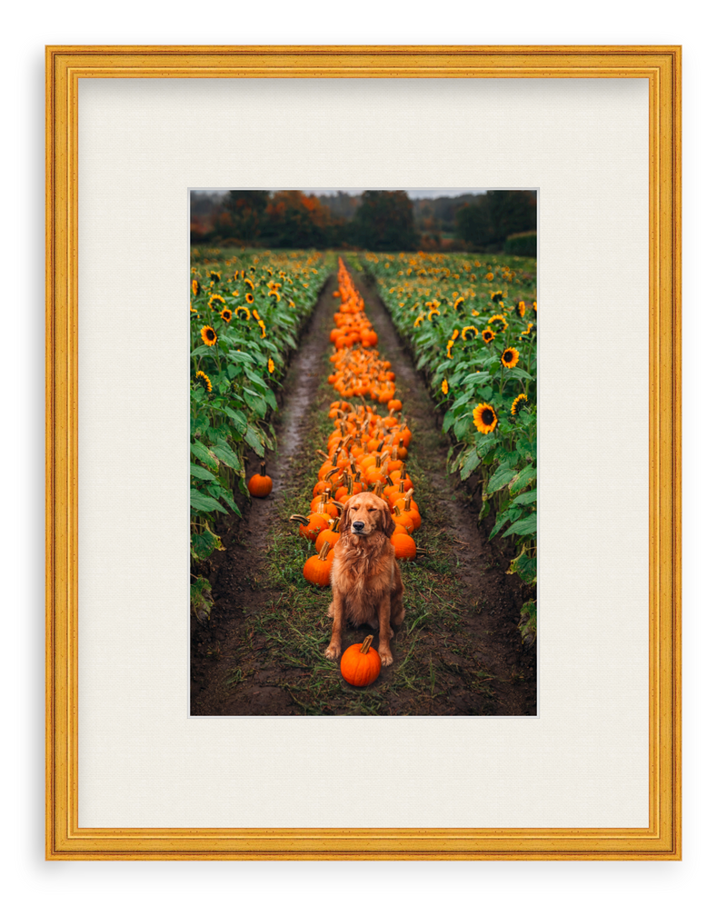 Pumpkin Picker Framed Art Print