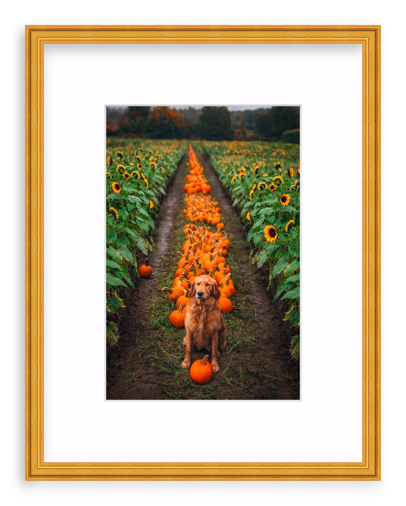 Pumpkin Picker Framed Art Print