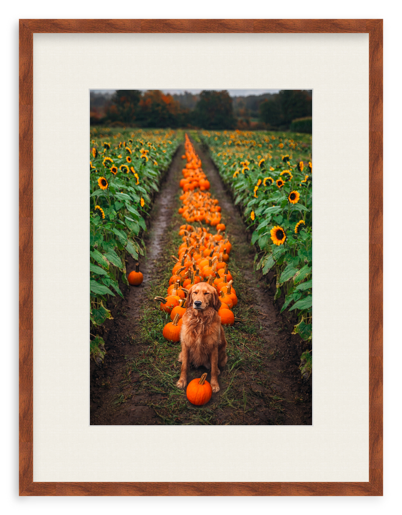 Pumpkin Picker Framed Art Print
