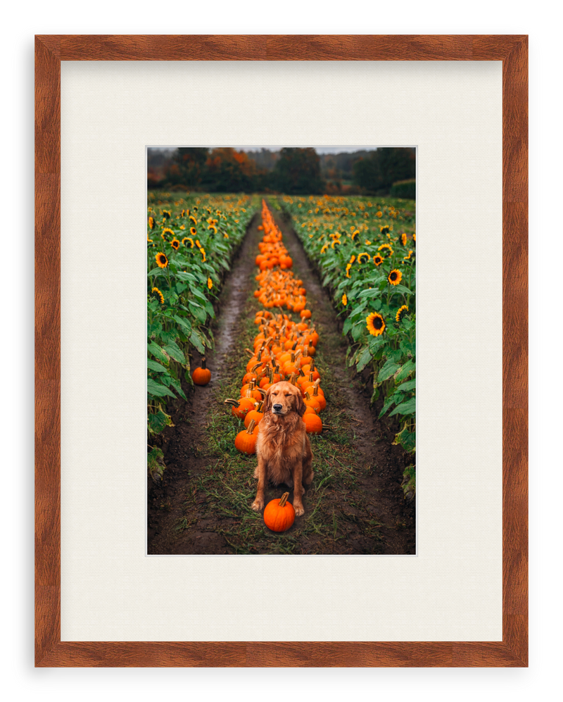 Pumpkin Picker Framed Art Print