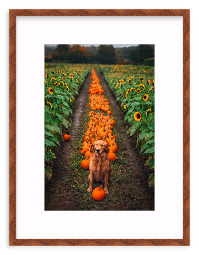 Pumpkin Picker Framed Art Print